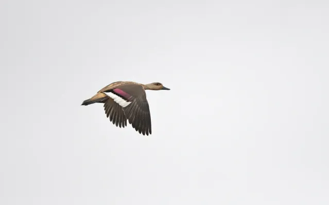 File:Lophonetta specularioides 338984210.jpg