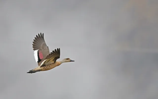 File:Lophonetta specularioides 338984198.jpg