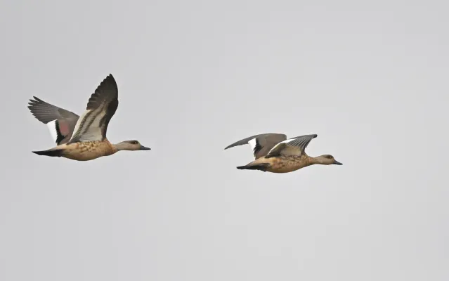 File:Lophonetta specularioides 338984208.jpg