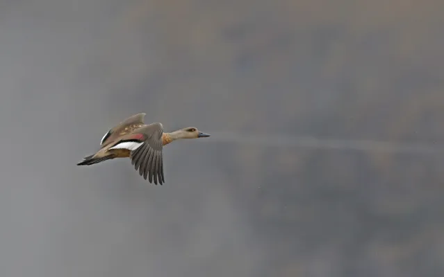 File:Lophonetta specularioides 338984212.jpg