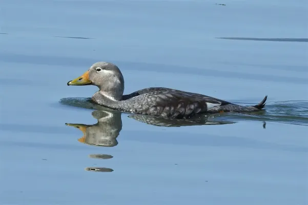 File:Tachyeres patachonicus 255135979.jpg