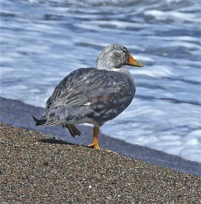 File:Tachyeres patachonicus 255134801.jpg