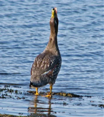 File:Tachyeres brachypterus 255117147.jpg