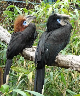 File:Ceratogymna atrata - Jardin d'oiseaux tropicaux - DSC04947.JPG