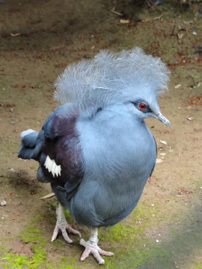 File:Goura cristata - Jardin d'oiseaux tropicaux - DSC04972.JPG