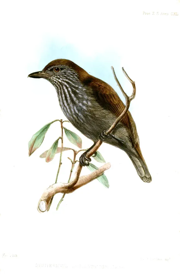 File:DysithamnusLeucostictusWolf.jpg