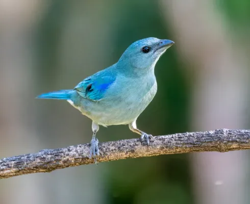 File:Thraupis cyanoptera - Renato Machado de Sobral - 423875772.jpeg