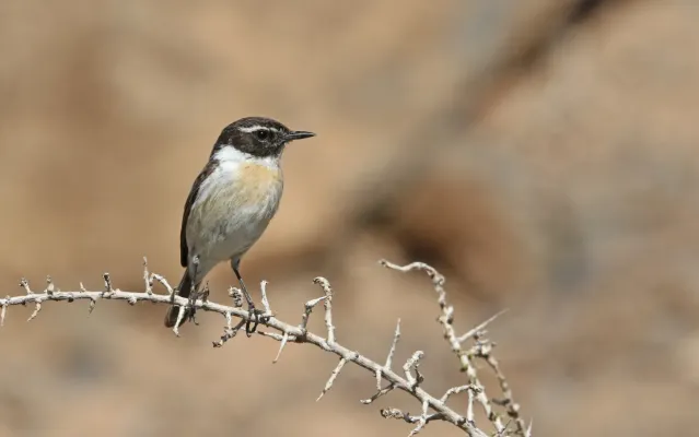File:Saxicola dacotiae 183123563.jpg