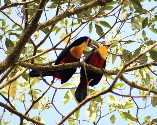 File:Ramphastos dicolorus - Nayara - 415862427.jpeg