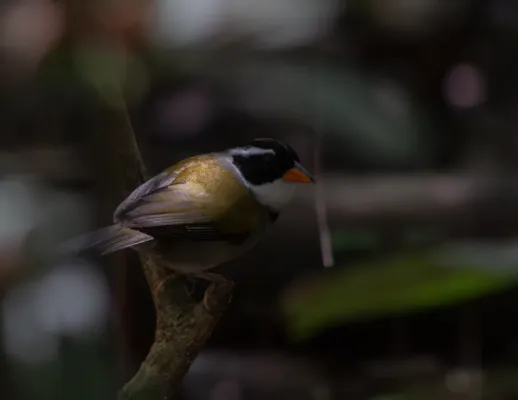 File:Arremon flavirostris - Davidson Moreira - 413507604.jpeg