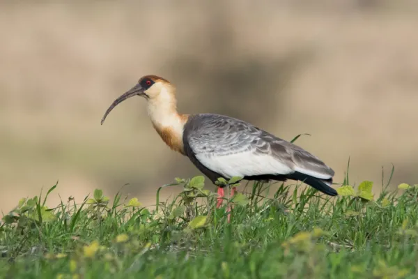 File:Theristicus caudatus - Frank Thomas Sautter - 407879539.jpeg