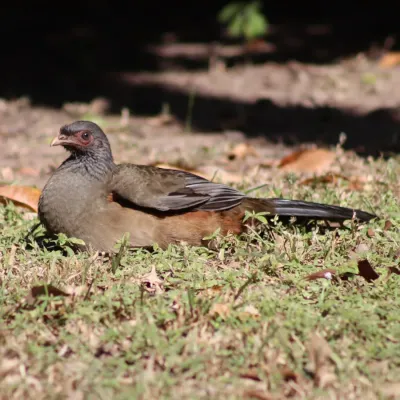 File:Ortalis canicollis - Thomaz Ricardo Favreto Sinani - 400398301.jpeg