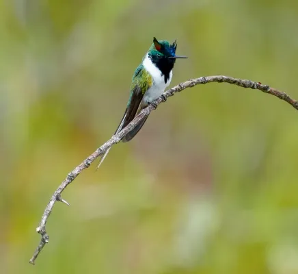 File:Heliactin bilophus - ....Christopher Borges.... - 356638945.jpeg