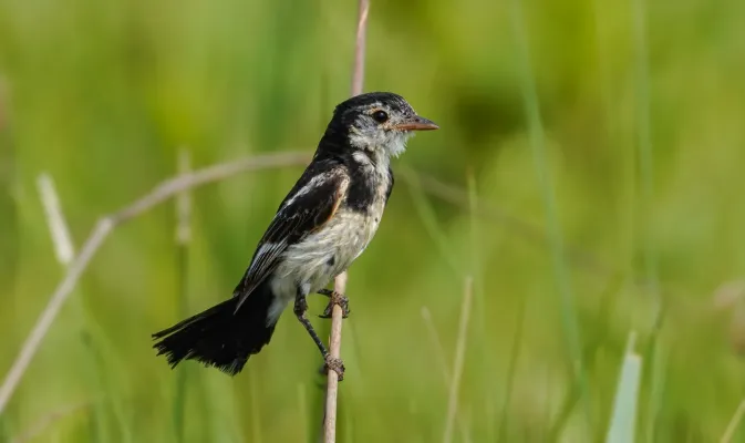 File:Alectrurus tricolor - ....Christopher Borges.... - 356638439.jpeg