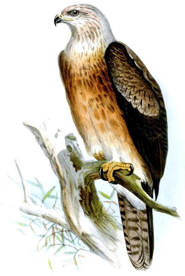 File:AquilaGurneyiWolf.jpg