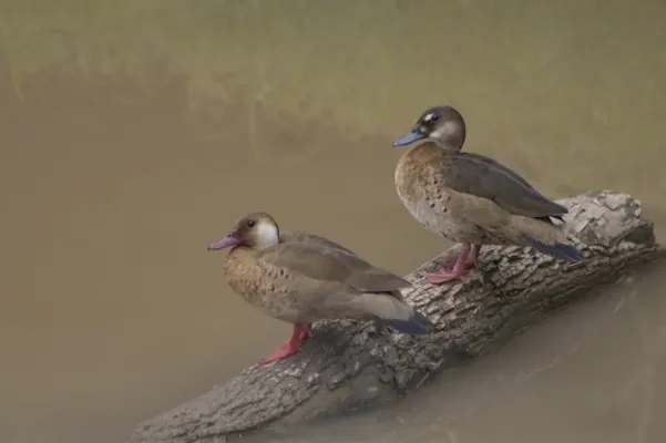 File:Amazonetta brasiliensis - Salomão Janderson Ferreira Bispo - 353144793.jpeg