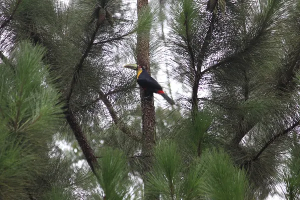 File:Ramphastos dicolorus - Rafael Travassos - 348195889.jpeg