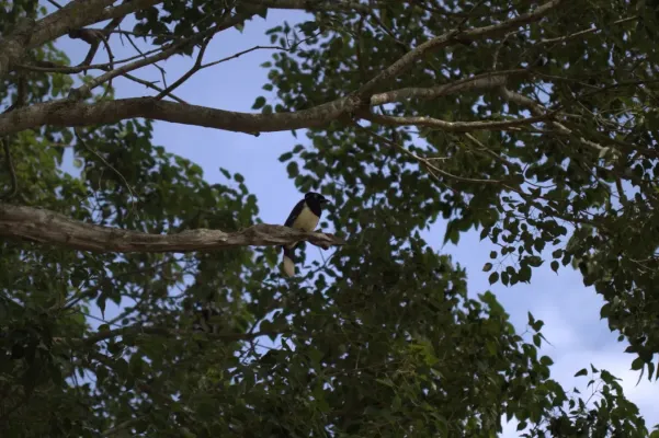 File:Cyanocorax chrysops - Eduardo - 347832857.jpeg