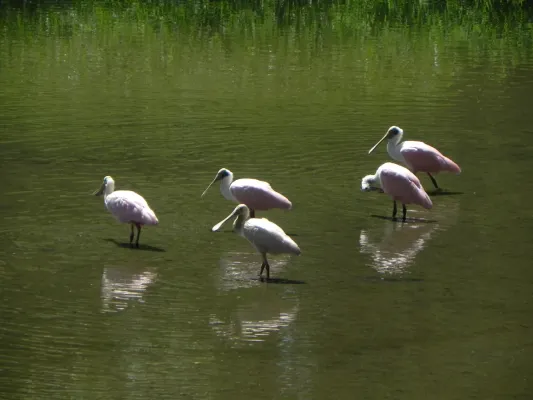 File:Platalea ajaja - Alexandre S. Michelotto - 334435840.jpeg