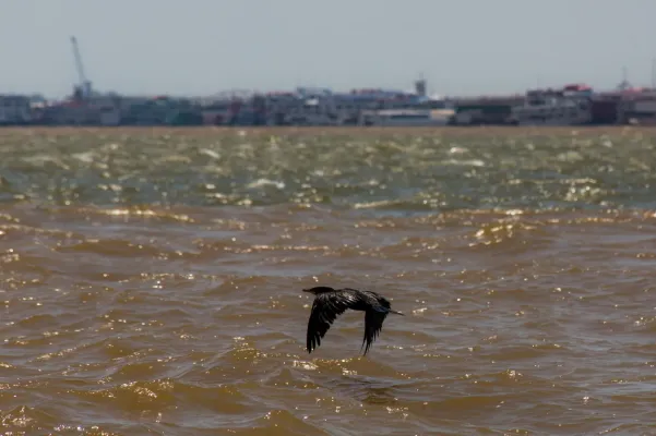 File:Nannopterum brasilianum - João D'Andretta - 330654678.jpeg
