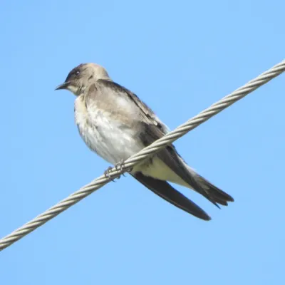 File:Stelgidopteryx ruficollis - Nelson Wisnik - 328175560.jpeg