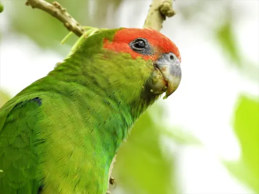 File:Pionopsitta pileata - Júlio Castellain - 318671566.jpeg