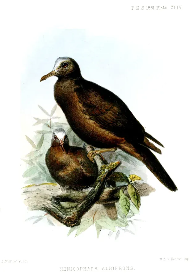 File:HenicophapsAlbifronsWolf.jpg