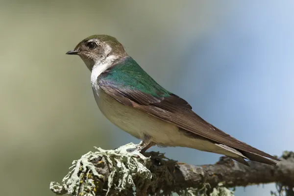 File:Tachycineta thalassina -San Luis Obispo, California, USA -female-8 (2).jpg