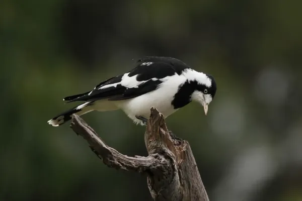 File:Grallina cyanoleuca -Braeside Park, Melbourne, Victoria, Australia -female-8.jpg
