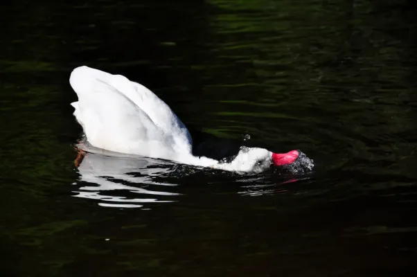 File:Coscoroba coscoroba - Weltvogelpark 2010.jpg
