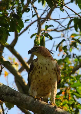 File:Nisaetus kelaarti, Habarana, Sri Lanka.jpg