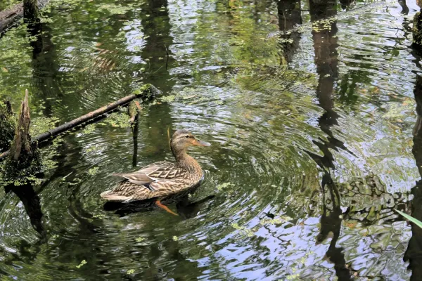 File:American Black Duck Anas rubripes female 04.jpg