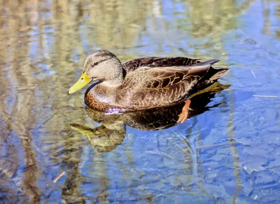 File:American Black Duck Anas rubripes male 2.jpg