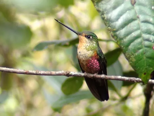File:Coeligena helianthea 29472948 (cropped).jpg
