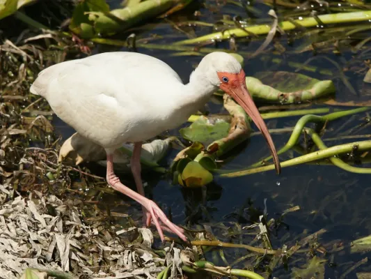 File:Eudocimus albus (foraging).jpg