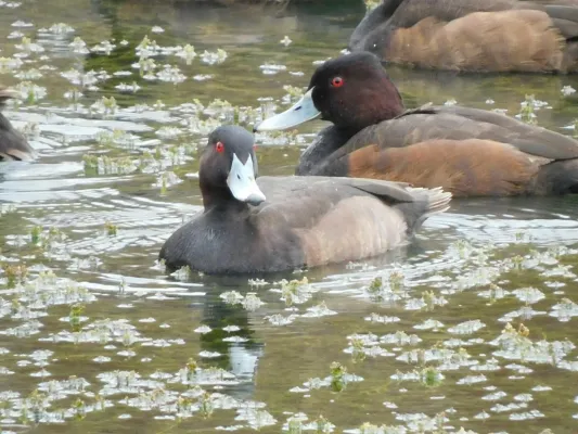 File:Netta erythrophthalma 294725746.jpg