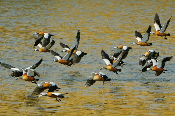 File:Tadorna cana, Avis Dam, Windhoek, Namibia 321900847.jpg