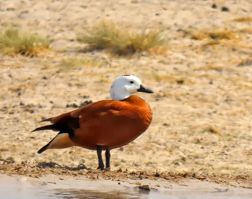 File:Tadorna cana, Etosha NP, Namibia 311071339.jpg
