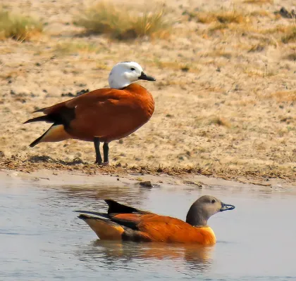 File:Tadorna cana, Etosha NP, Namibia 311071331.jpg