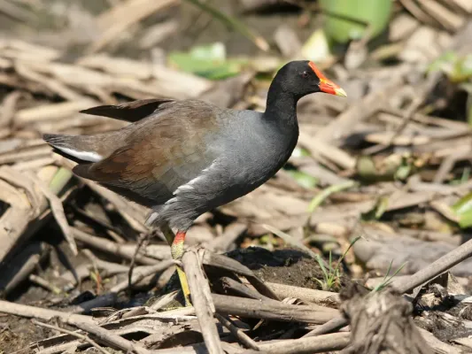 File:Gallinula galeata cachinnans Everglades.jpg