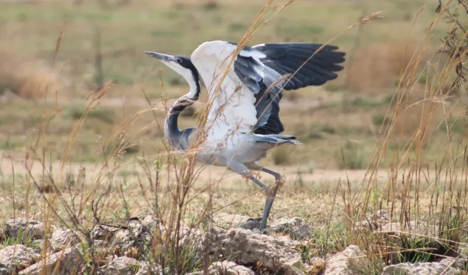 File:Ardea melanocephala 374512233.jpg