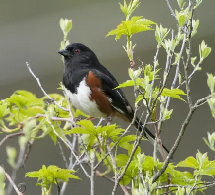 File:Pipilo erythrophthalmus -Quabbin Reservoir, Massachusetts, USA -male-8.jpg