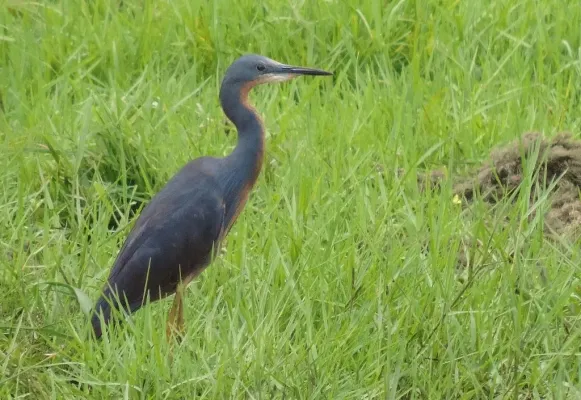 File:Egretta vinaceigula 13149944.jpg