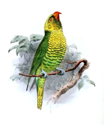 File:TrichoglossusFlavoviridisWolf.jpg