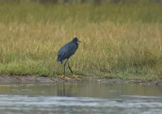 File:Egretta ardesiaca 357189906.jpg