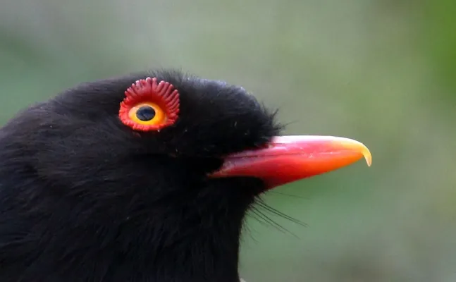 File:Prionops retzii 334364531.jpg