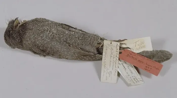 File:Aegotheles savesi (NML-VZ T16101).jpg