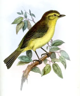 File:VireoHypochryseusJennens.jpg