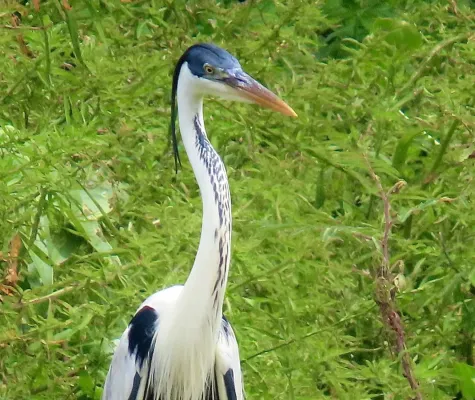 File:Ardea cocoi 424300610.jpg