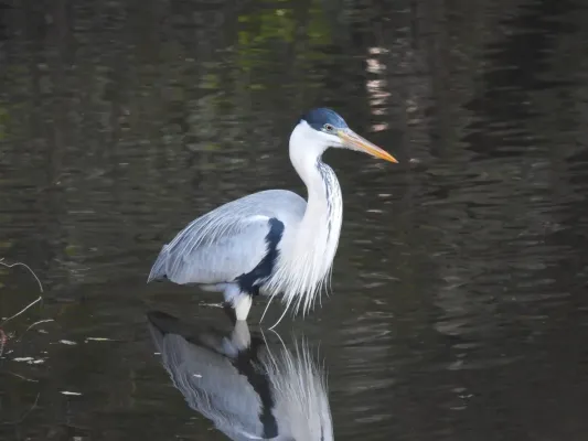 File:Ardea cocoi 414948459.jpg